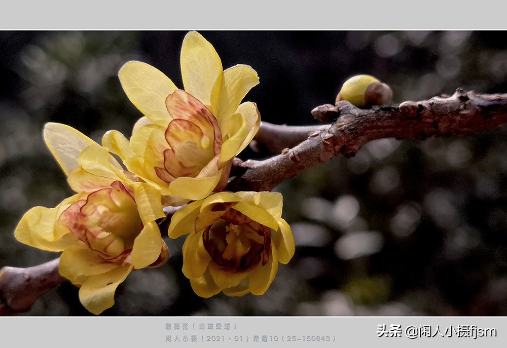 如何拍出腊梅摄影作品图片,腊梅手机摄影技巧