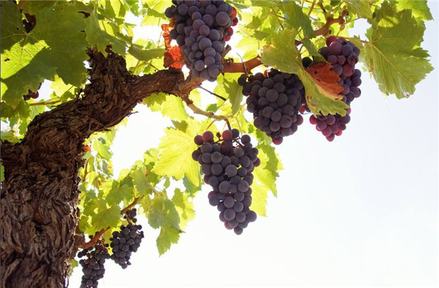 贵妃玫瑰葡萄介绍,贵妃玫瑰葡萄管理技术