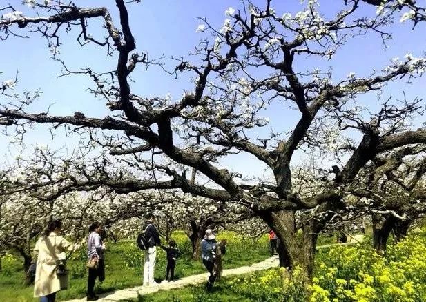 京郊四月美景,京郊四月