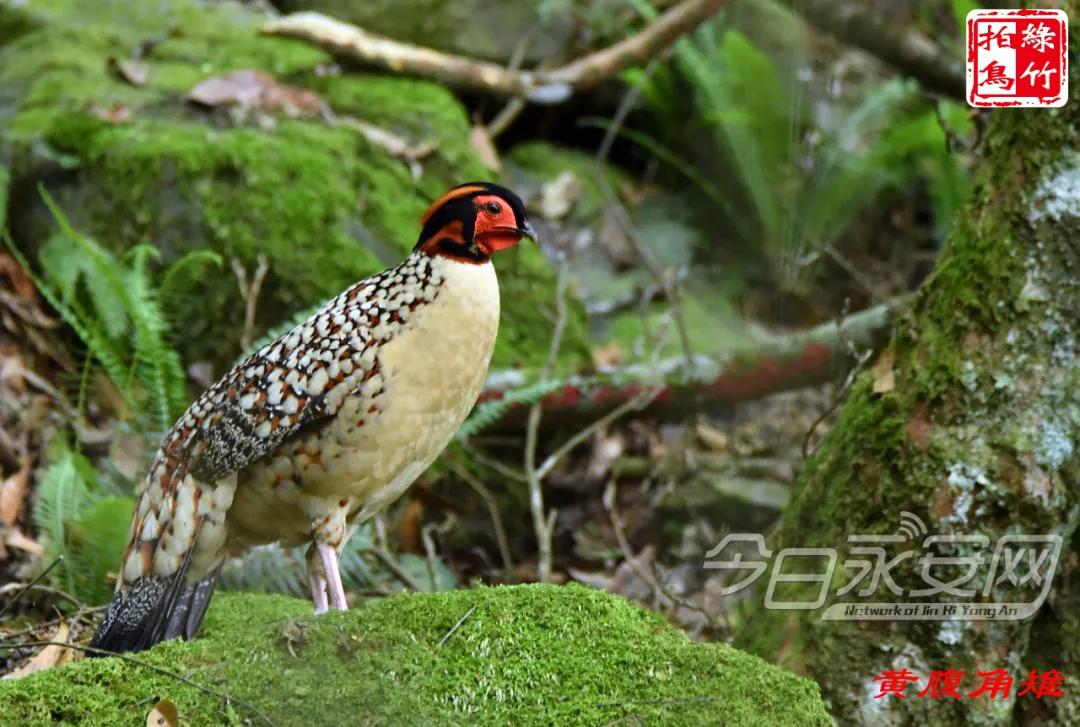 中国绿都最氧三明泰宁丹霞,中国绿都泰宁最氧三明