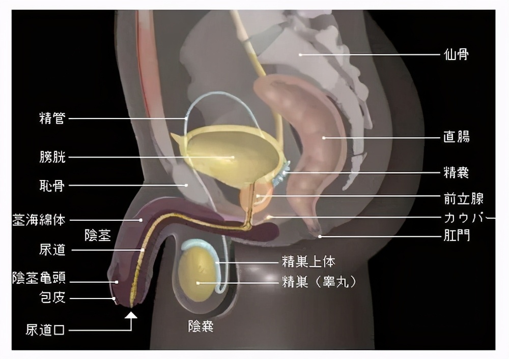 前列腺炎怎么会引起生殖功能障碍,前列腺炎正在“蚕食”男性健康