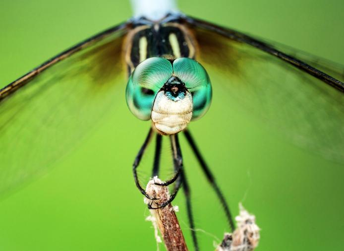 蜻蜓是捕猎成功率最高的猎手,捕捉猎物成功率最高的猫