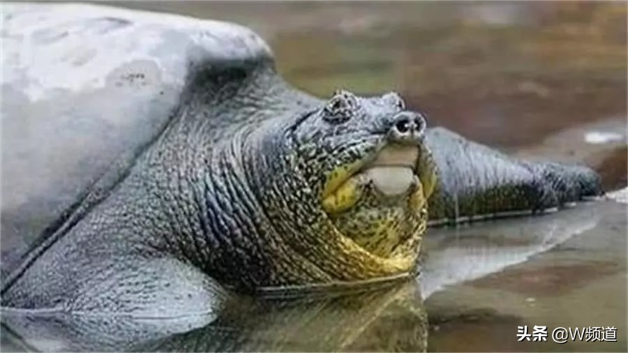 世界上最孤单的四种物种,世界上最令人难以置信的物种