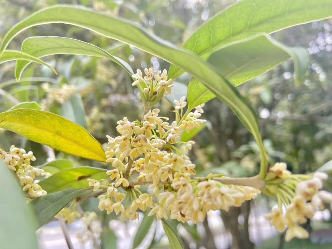 成都郫县桂花最好的地方,成都蒲江桂花观赏地