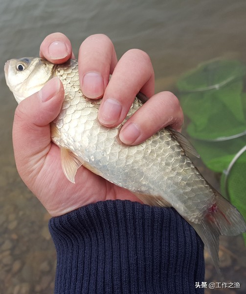 鲫鱼身上有红线,去除鲫鱼尾巴上的红线