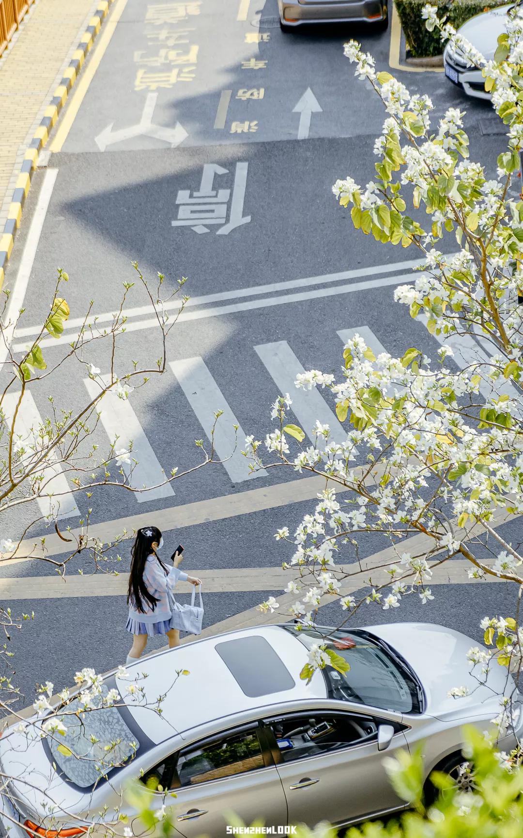 深圳樱花专列,深圳蛇口樱花列车