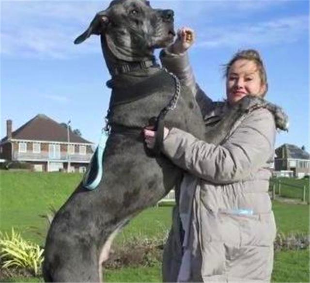 经典传奇故事世界上最大的狗,盘点世上最大的狗