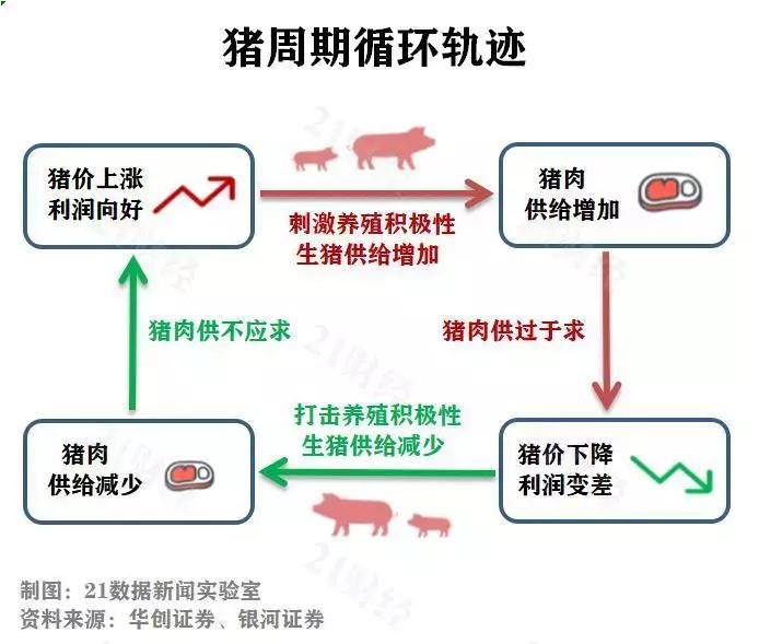 飞天猪价,猪肉股全线暴涨猪价要涨的信号