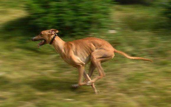 一条灵缇狗的一生：带着来爱又带着遗憾走（真实故事整编）