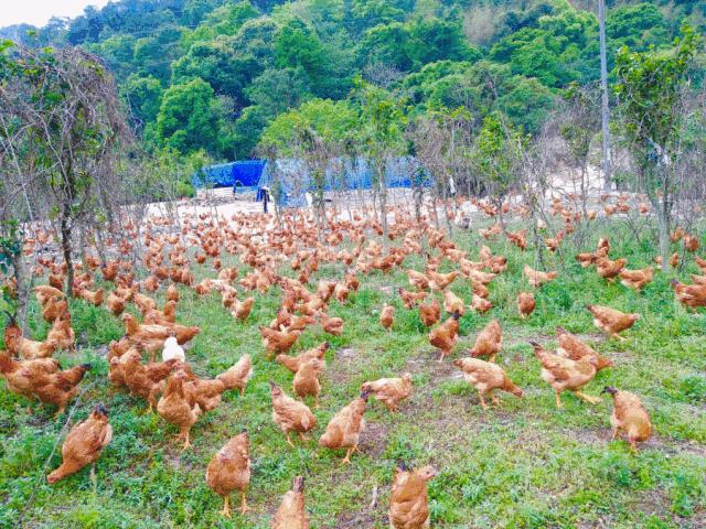 龙岩漳平柴火鸡,龙岩新罗区柴火鸡
