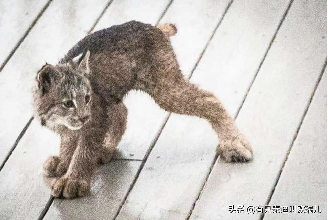 外面传来咚咚声把他吵醒，起床查看：家门口被它们占领了！