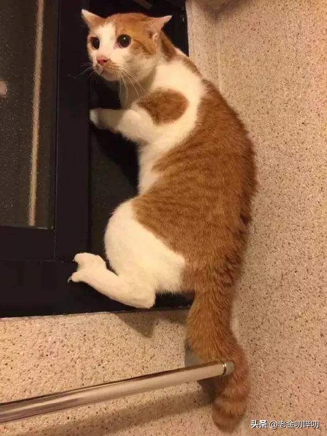 猫咪偷看我洗澡,猫为何喜欢偷看人洗澡