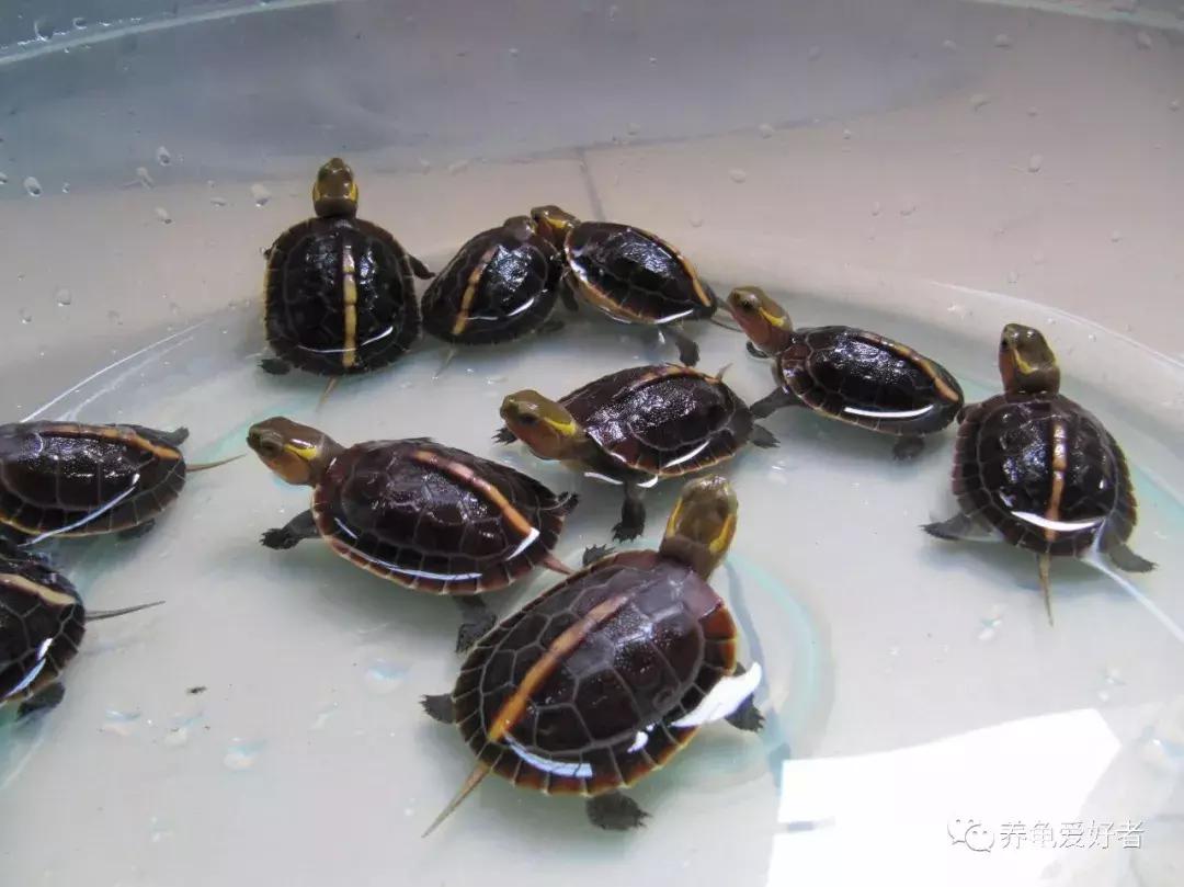 怎样才能养好龟，其实口诀不难，细节不少！