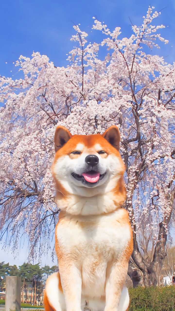 最聪明的十大狗狗品种介绍,史上最全的狗狗品种记得收藏