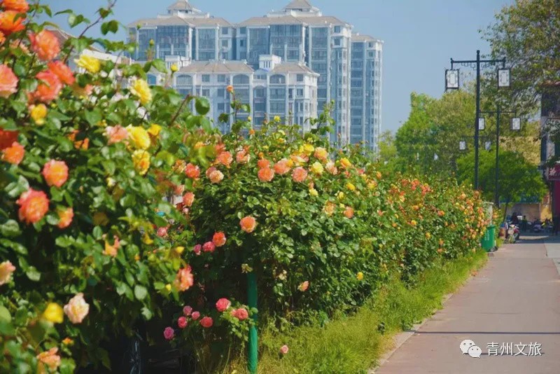 花满青州——初夏清浅微风起，蔷薇月季满城香