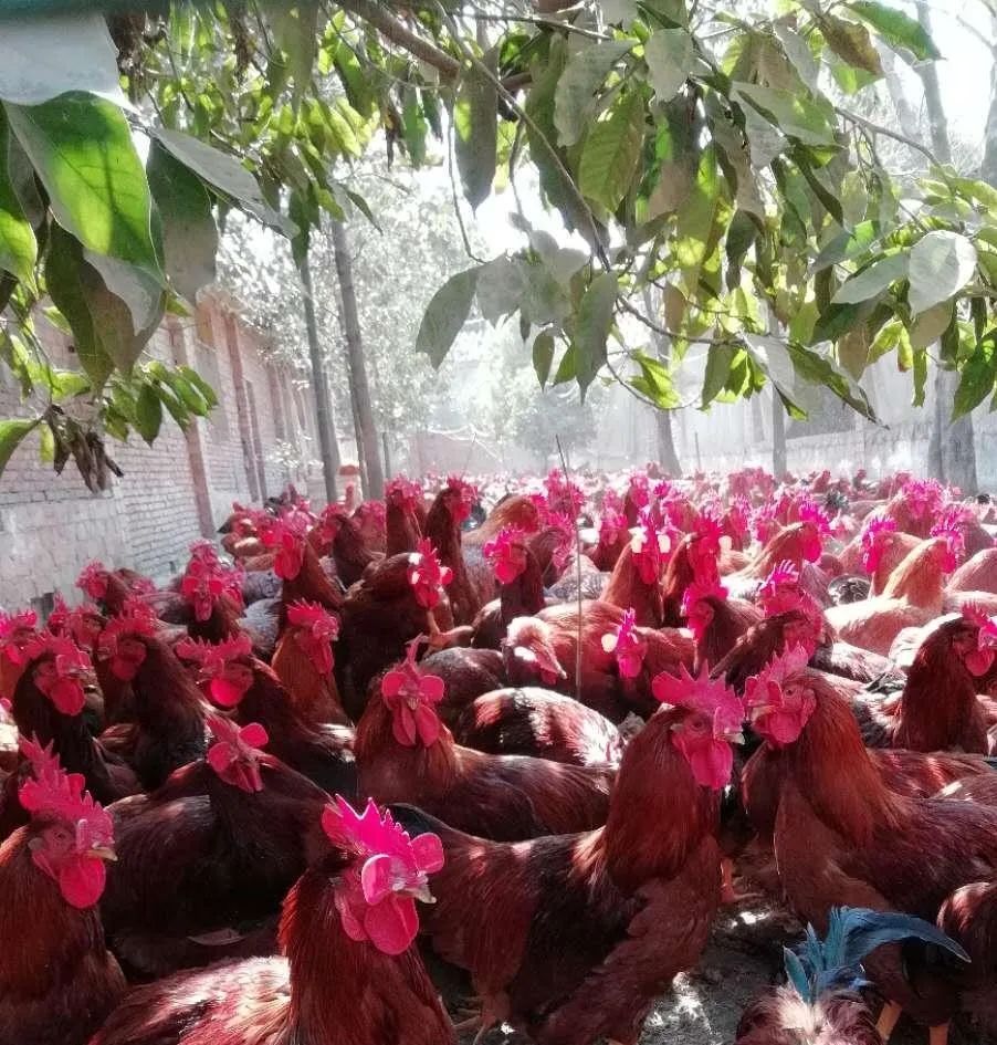 养土鸡该养什么鸡,养土鸡最好的养殖方法