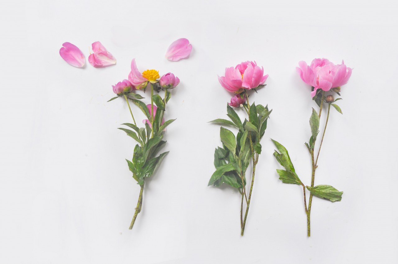 芍药分为白芍和赤芍,芍药清热凉血活血散淤