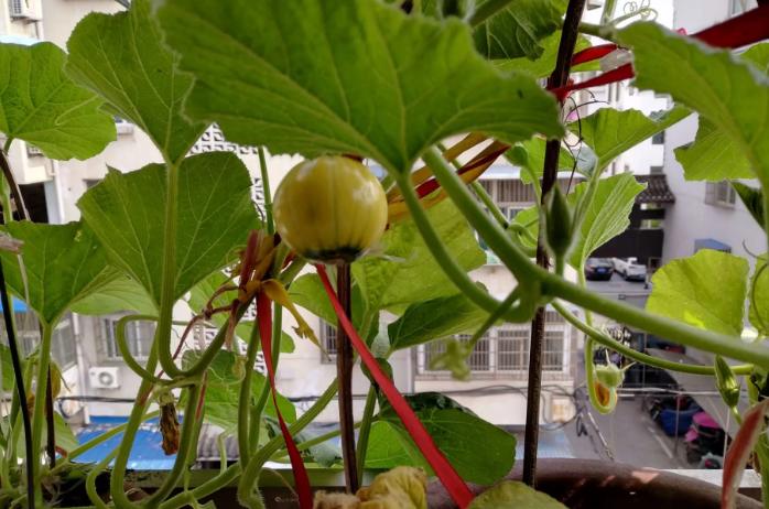 安徽庐江黄道中学张林俊：《乐仙集》诗词歌赋之七