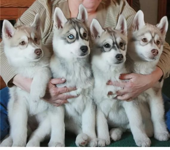 西伯利亚雪橇犬哈士奇和老虎,西伯利亚雪橇犬长毛哈士奇双血统