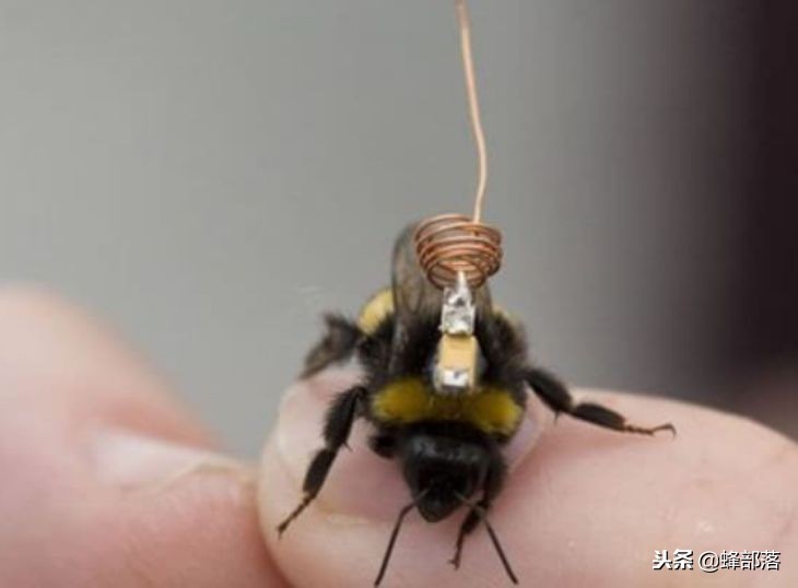 蜜蜂能背着飞的*踪器追**值多少钱?商家:最低44000元