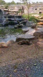 跨越种族的母爱小狗和小猫,跨越种族的母爱狗狗救小猫