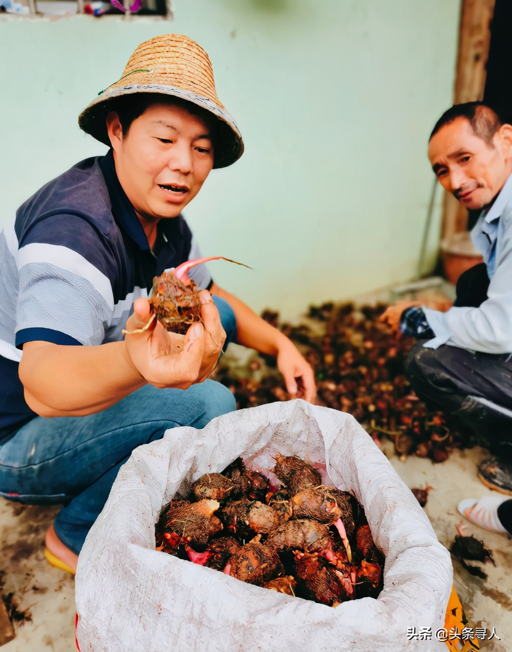 收购土鸡赚鸡蛋钱,收购土鸡最新商机