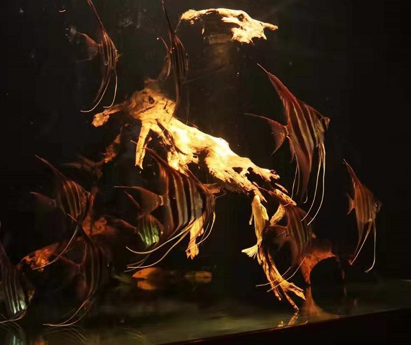 鱼缸的螺是怎么来的你知道么,它对观赏鱼有没有害,该怎么去除?