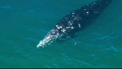 老虎再冲82冠！大满贯赛事—美国公开赛今夜开战