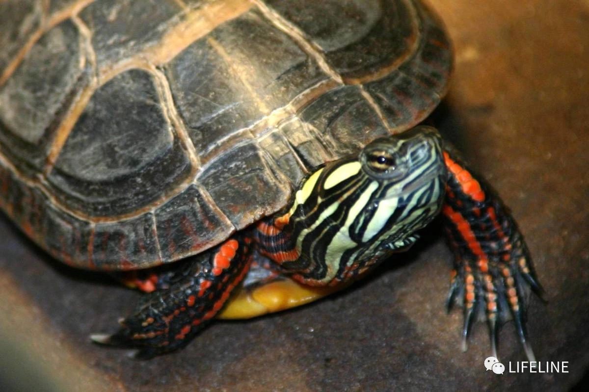 东部锦龟智商排名,红腹东部锦龟