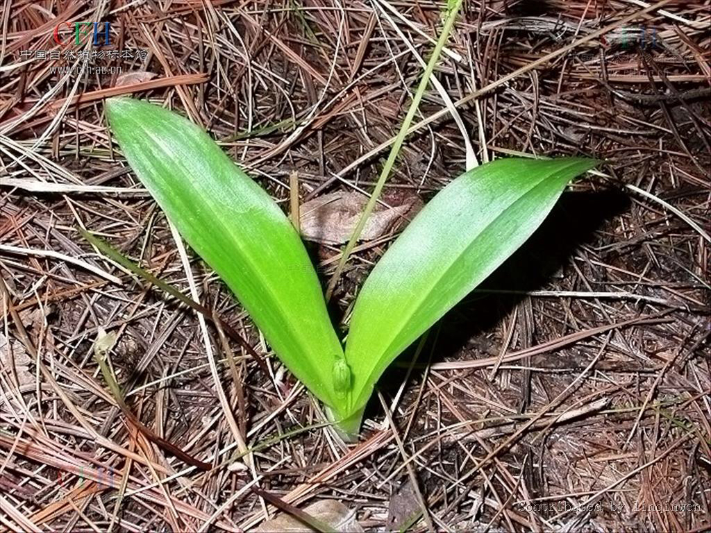 中药材牛尾竹,中草药观音菊图片