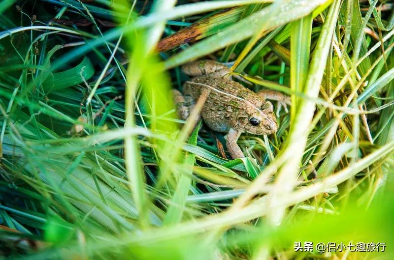 生态农业与生态农业发展的区别,生态农业发展与生态农业科技