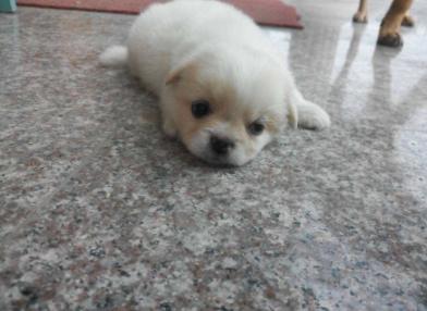 小狗崽不听话可以打吗,小狗崽一直咬东西怎么回事