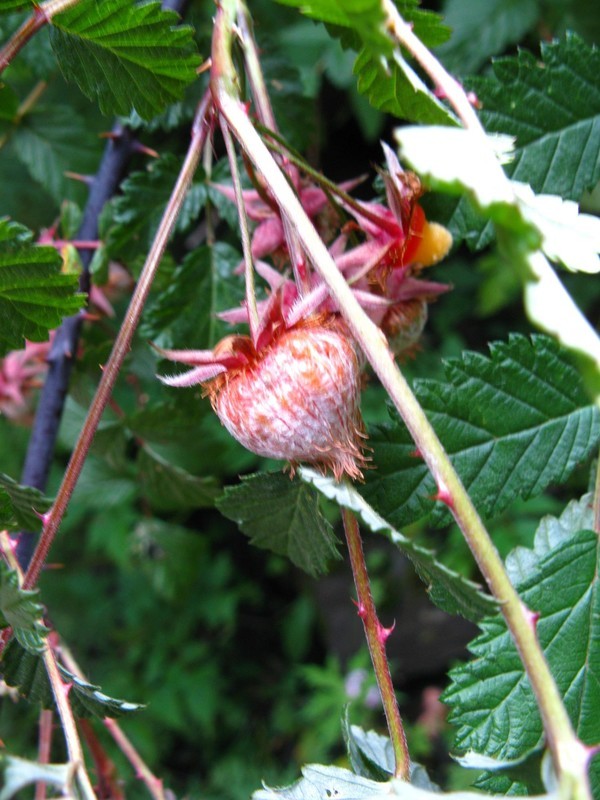 四姑娘山冬日旅行,2022年冬天四姑娘山游记