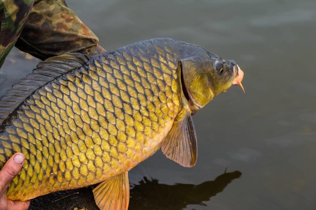 钓到的鲤鱼怎样才能让它长久存活,野生鲤鱼警惕性高用什么饵