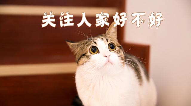 伯爵奶茶怎么做好喝,奶茶新品推荐做法和配方