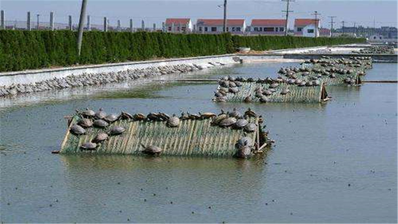 实用龟鳖养殖技术视频讲解,鳖鱼养殖技术视频