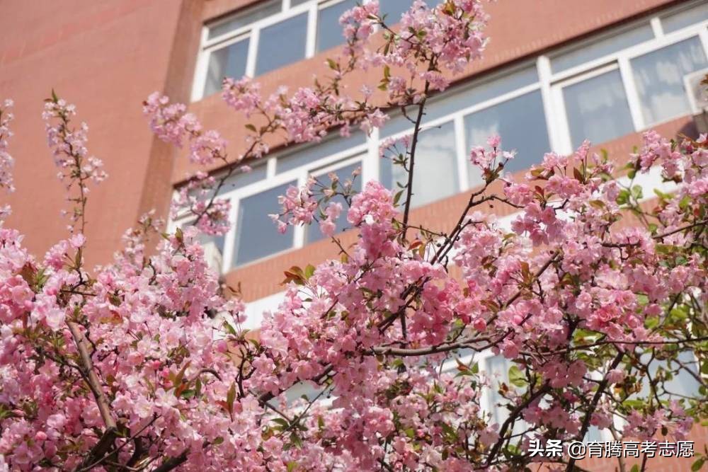 北京第二外国语学院好吗,北京市第二外国语学校好不好