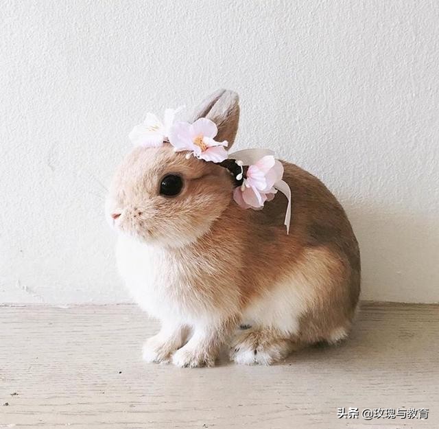 常见的动物英文单词怎么读,常见动物英语学习