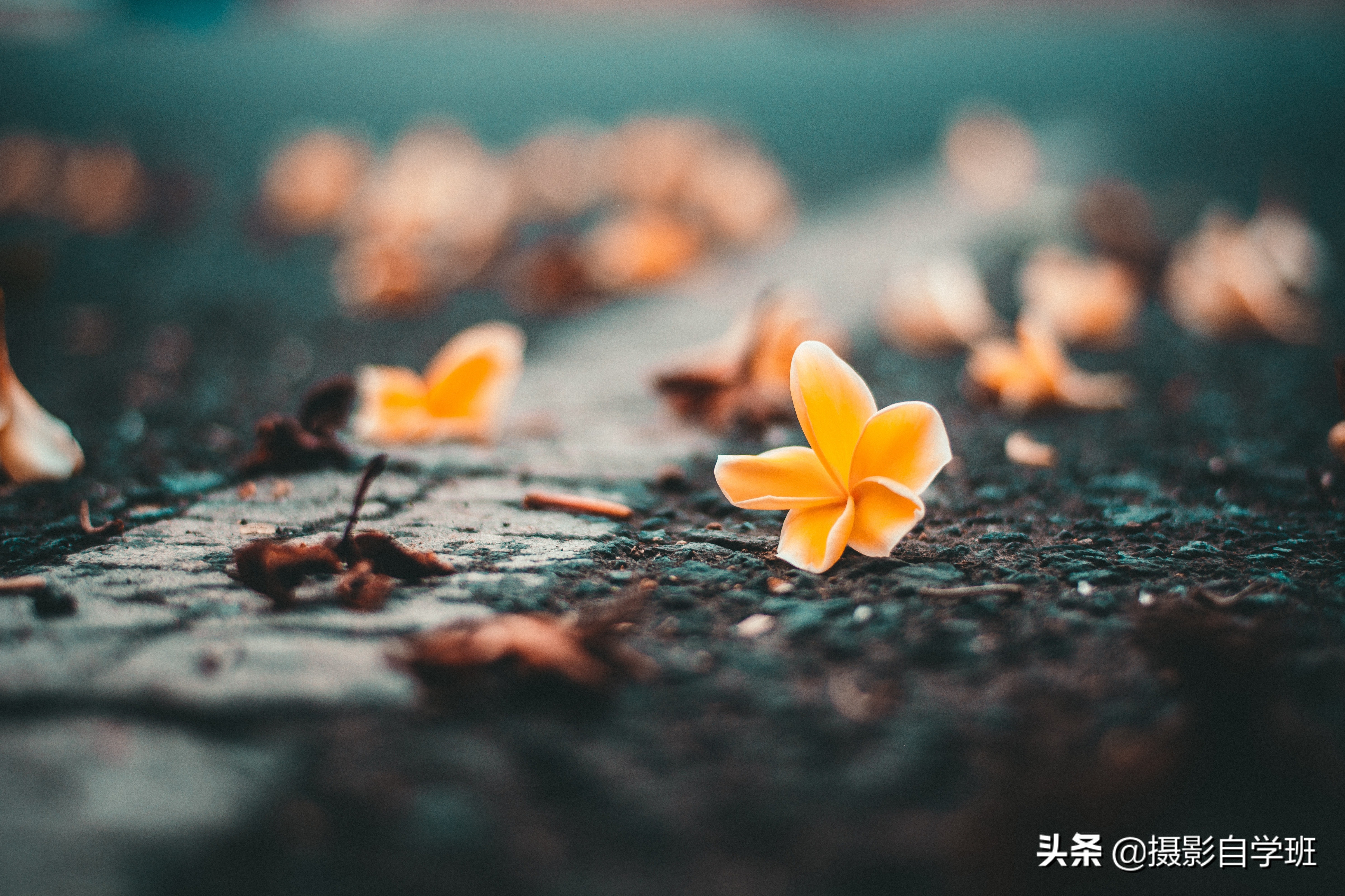 摄影拍出抽象风格照片5个诀窍,照片怎么加虚化