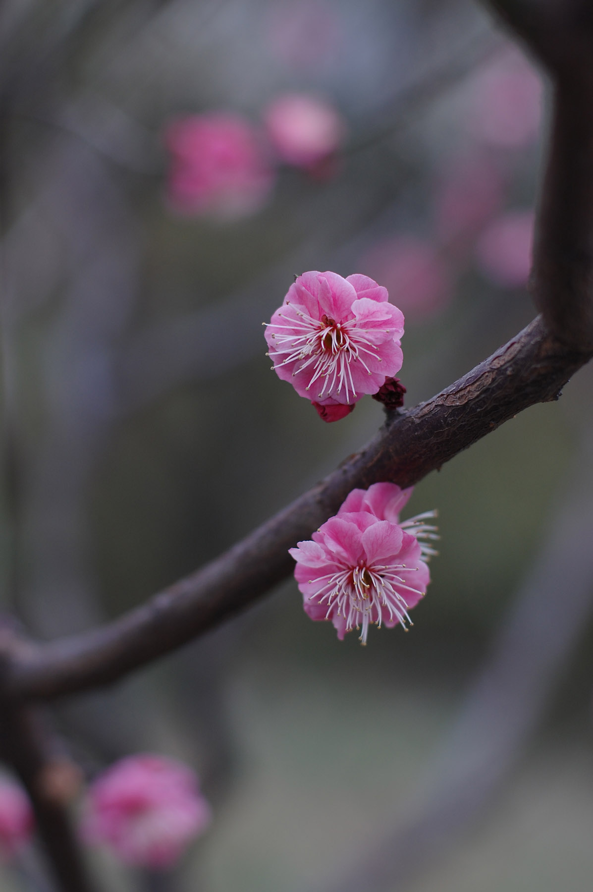 尼康d40机身,尼康第一部数码单反
