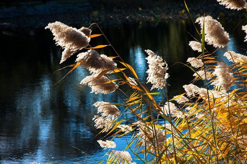 晏殊最经典十首诗解析,晏殊最经典十首诗及赏析