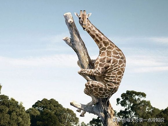 长颈鹿动物冷知识,长颈鹿有趣冷知识