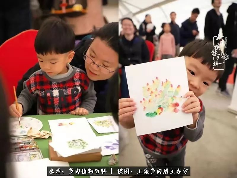 2023多肉展会直播,2023上海多肉植物展