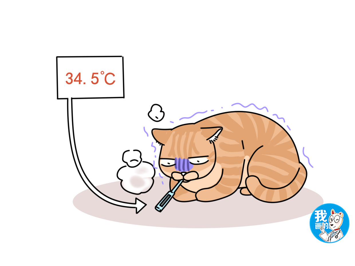 猫咪会被冻伤吗,猫咪冷感冒了会自愈吗