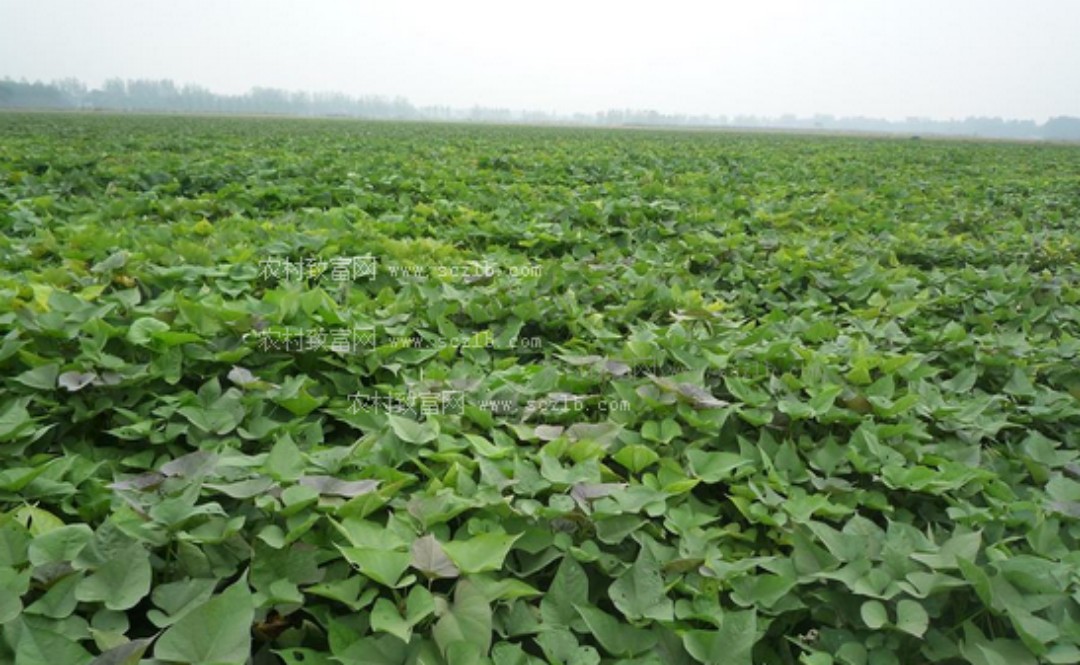 种红薯怎样预防红薯烂,栽红薯时用什么药防治杂草