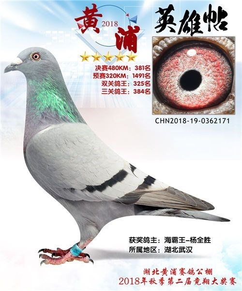 海霸王詹森纪录,冠霖公棚2017年获奖鸽欣赏