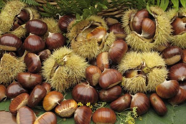 电饭锅怎么煮板栗好吃板栗好剥壳,板栗怎么煮好剥壳又好吃煮几分钟