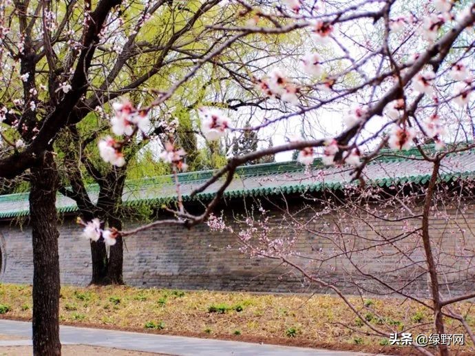 赏花好时节,赏花感言一句话