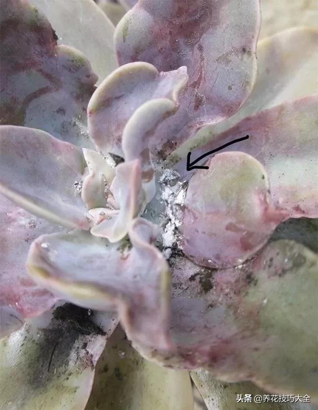 蚧壳虫的养殖方法和注意事项,多肉蚧壳虫怎样彻底消灭小妙招