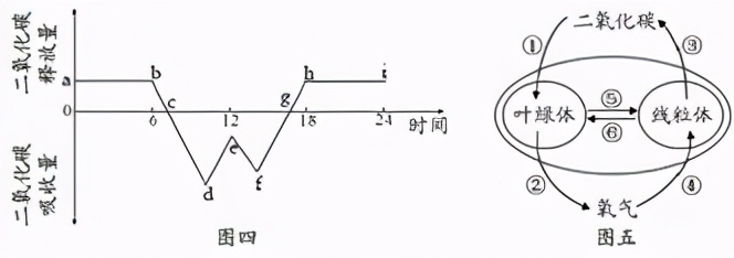 七上生物绿色植物的呼吸作用复习,高一生物必修一呼吸作用习题讲解